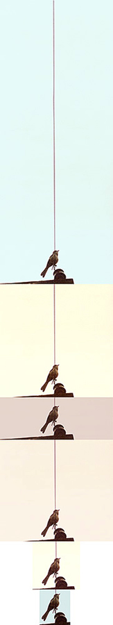 birds