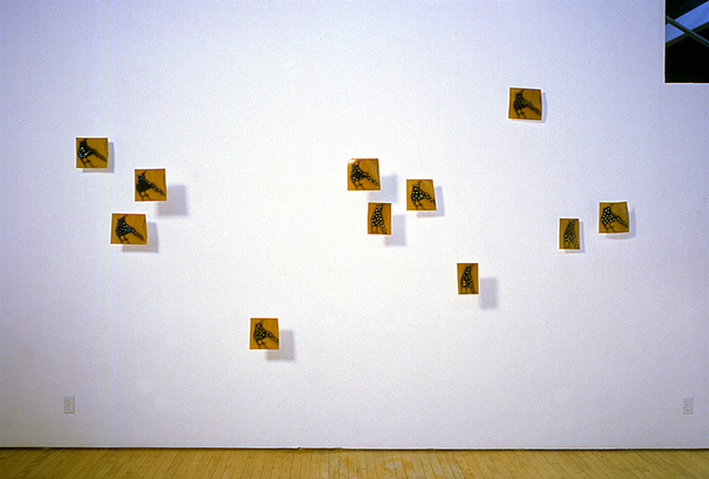 birds