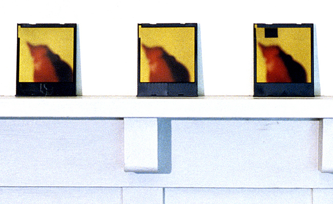 birds
